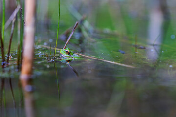 Hyla arborea - Green tree frog on a stalk. The background is green. The photo has a nice bokeh. Wild photo