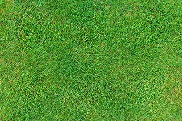 Fototapeta premium Green grass texture background, Top view of grass garden Ideal concept used for making green flooring, lawn for training football pitch, Grass Golf Courses green lawn pattern textured background.