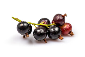 Branch currant isolated on white background close up