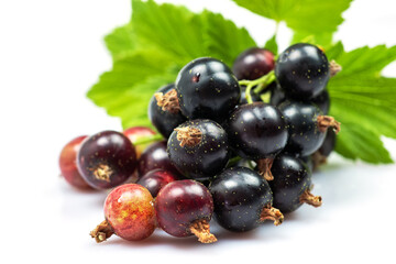 Black currant with leaves on white bacground