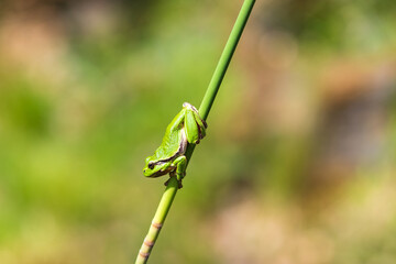 Hyla arborea - Green tree frog on a stalk. The background is green. The photo has a nice bokeh. Wild photo