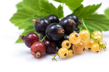 Black and white currant with leaves on white bacground
