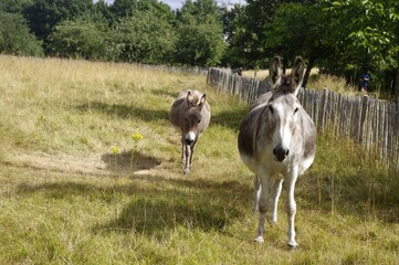 Obraz premium L'éco-pâturage