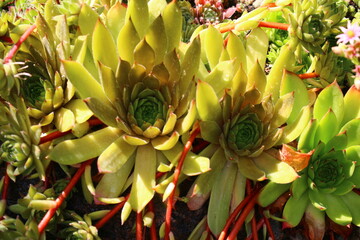 Sempervivum GELBER STERN Rojnik Gelber Stern