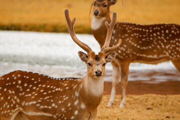 Fallow Deer, game farm, South Africa