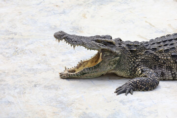 Close up big head crocodile is danger animal wildlife