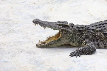 Fotobehang Close up big head crocodile is danger animal wildlife © pumppump