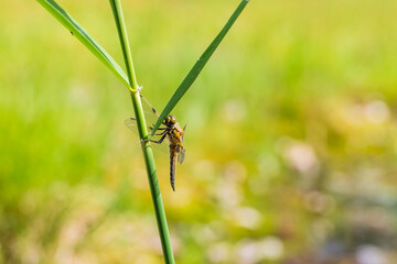 Dragonfly - Odonata with outstretched wings on a blade of grass. In the background is a beautiful bokeh created by an  lens.