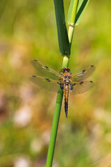 Dragonfly - Odonata with outstretched wings on a blade of grass. In the background is a beautiful bokeh created by an  lens.