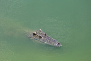 Close up big head crocodile is show head in river