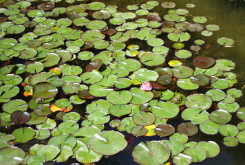 pond with water lilies and frogs
