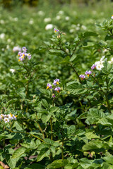 Lilac flowers of varietal red potatoes on a field on a sunny day