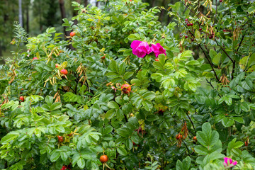 Gorgeous rosehip bush with bright pink flowers and ripe huge orange fruits, covered with raindrops