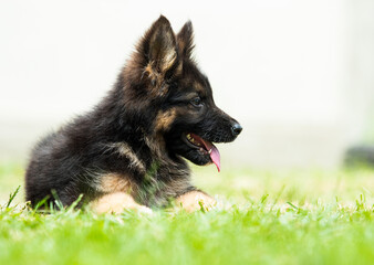 dog shepherd puppy in green grass