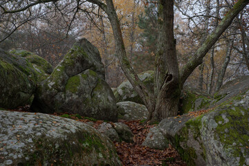 A forest with sandstone boulders on a misty autumn morning
