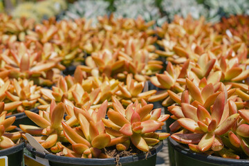 Succulent plants variety. Popular types of succulents