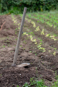 Close up of an hoe in a cultivated ground, Tenjo, Cundinamarca, Colombia.