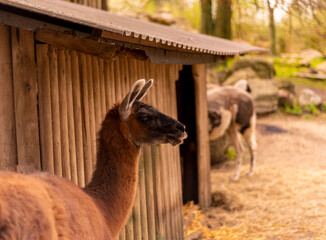 Cute alpaca portrait on a natural background.