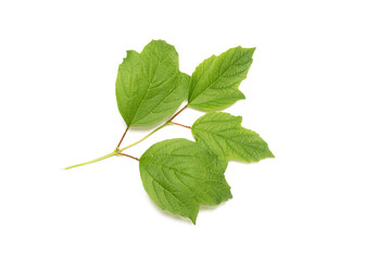 Viburnum tree green leaves isolated on the white background. Top view.