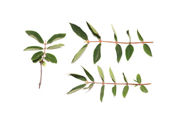 Honeysuckle green leaves brench isolated on the white background. Top view.