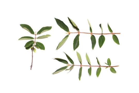 Honeysuckle green leaves brench isolated on the white background. Top view.
