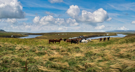 Icelandic horses herd graze on West Iceland, Vatnsnes peninsula. Only one breed of horse lives in...