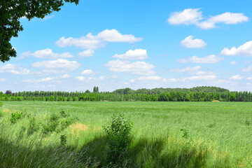 Obraz premium Tree branches hang against lush green field under blue sky with white clouds. Beautiful summer day and vibrant nature in countryside