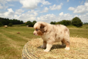 Petit chiot de race berger australien 