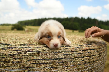 Un petit chiot de race berger australien 
