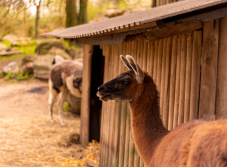 Cute alpaca portrait on a natural background.