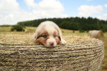 Un petit chiot de race berger australien 