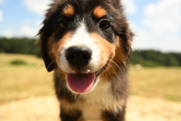 Un petit chiot de race berger australien 