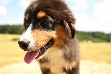 Un petit chiot de race berger australien 