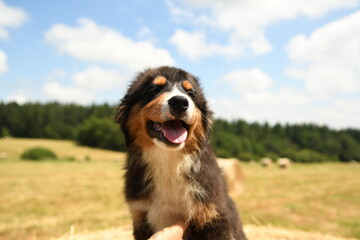 Un petit chiot de race berger australien 