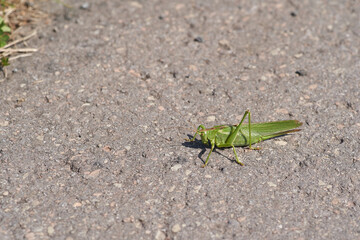 Tettigonia  bush cricket on the street macro