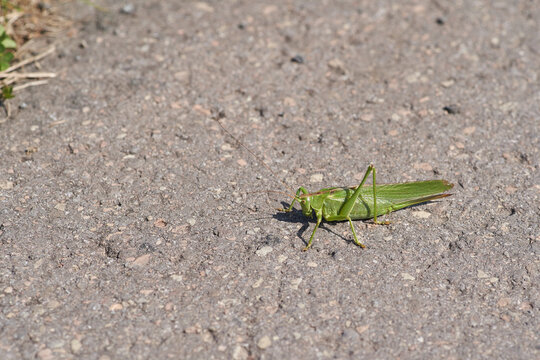 Tettigonia  bush cricket on the street macro