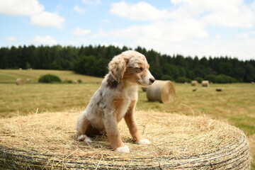 chiot de race berger australien