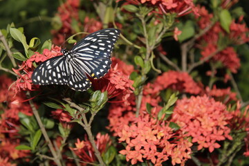 Swallowtail butterfly On Red flower