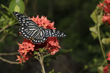 Swallowtail butterfly On Red flower