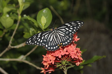 Swallowtail butterfly On Red flower