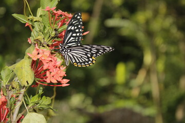 Swallowtail butterfly On Red flower