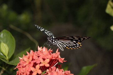 Swallowtail butterfly On Red flower