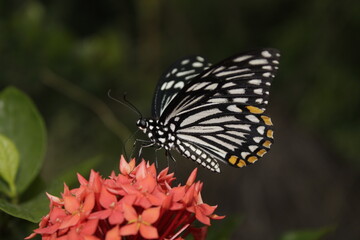 Swallowtail butterfly On Red flower