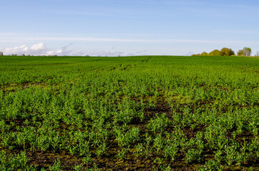 Fototapeta na wymiar Field of young green rapeseed. Cultivation of rapeseed in the countryside.