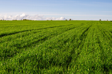 Fototapeta na wymiar Green wheat field in spring. Farmers grow wheat in the countryside.