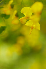 Sweet pea flowers in garden, macro shot, soft focus