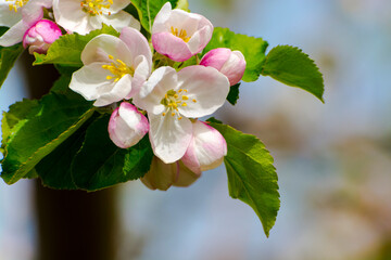 Flower and leaves of apple in spring