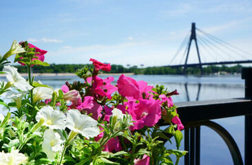 Spring flowers on the embankment of the Dnieper river in Kyiv, Ukraine