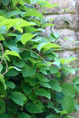 Natural background of green leaves of Schizandra chinensis plant. Focus on leaves against stone wall in sunny day.