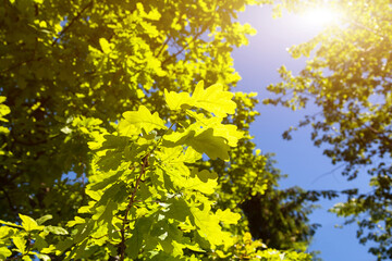 Fototapeta na wymiar Beautiful glow of leaves against the background of the summer sun